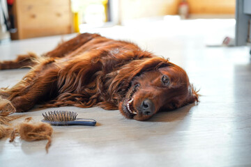 Brushing dog hair, happy Irish Setter after brushing. Hair, brush