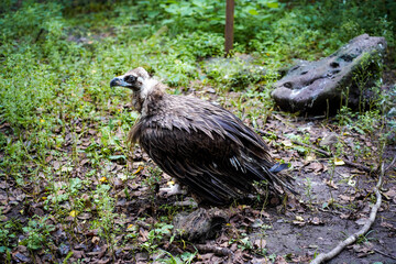 Black vulture, Red Book of Russia. A large vulture sits on the ground