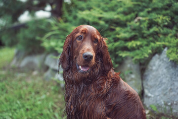 Portrait of a happy Irish Setter. Purebred hunting dog
