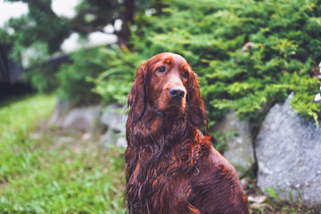 Portrait of a happy Irish Setter. Purebred hunting dog