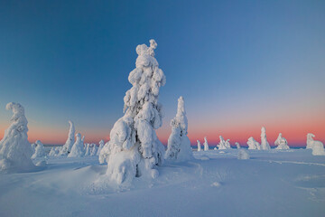 winter landscape with snow covered trees