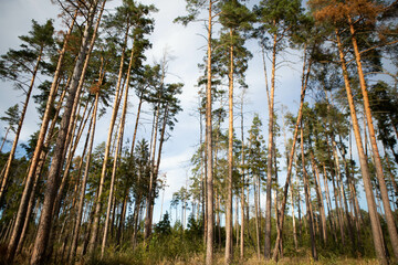 Trees grow in the forest, nature background