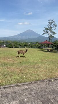male deer alert in the mountains