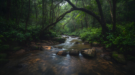 Tranquil Creek Flowing Through Lush Rainforest