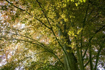 Obraz premium View from below of a tree with green and yellow leaves in sunlight during autumn in Austria