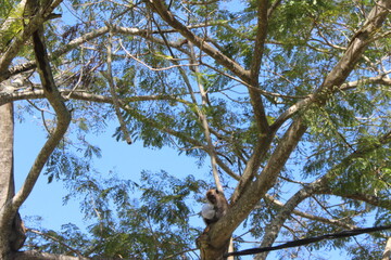 Monkey Perched on Tree Branch in Natural Habitat