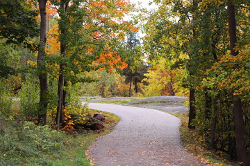 A serene pathway surrounded by trees, ideal for outdoor activities and nature photography.