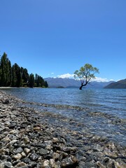 That Wanaka Tree, famous landmark for tourists at Lake Wanaka, New Zealand. Tree on the lake