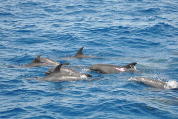 Pod of dolphins leaping out of the sea