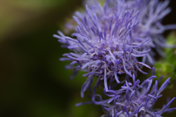 macro flower ageratum flower