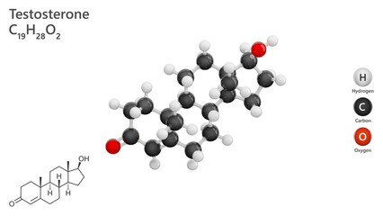 Molecule of Testosterone. A detailed model of male hormone. Molecular formula: C19H28O2. Chemical model: Ball and Stick. White background. 3d illustration