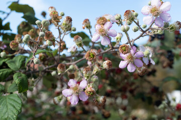 Bloom blackberries with red and black and ripe berries. A close up of a black berry bush for publication, design, poster, calendar, post, screensaver, wallpaper, website. High quality photo