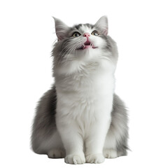 A fluffy white and gray kitten with an open mouth, looking upwards with curious eyes, set against a plain light background.