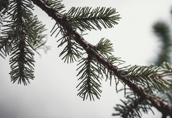 Obraz premium Pine tree branch on white background