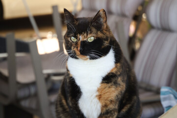 portrait of a calico cat © Victoria