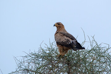 tawny eagle or Aquila rapax at Jorbeer carcass dump in Rajasthan, India