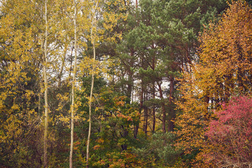 drzewa,niebo  © Marcin Łazarczyk