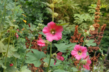 Hollyhocks is blooming. Mallow plant.  Blooming flowers in meadow. Medicinal plant. Cottage garden. Nature floral background.