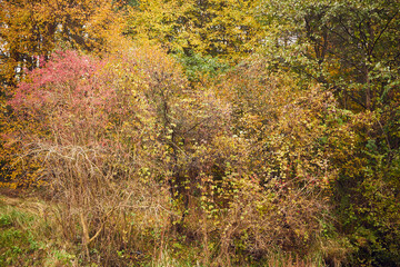 drzewa  © Marcin Łazarczyk