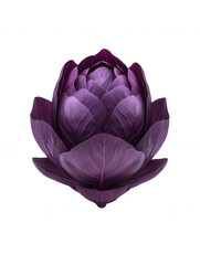 Obraz premium Vibrant purple cabbage with detailed leaves, displayed isolated on transparent background