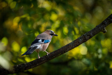 common jay on a tree in the park