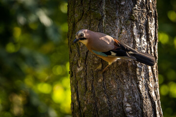 common jay on a tree in the park