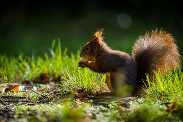 red squirrel with a nut in autumn