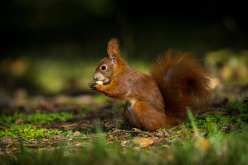 red squirrel with a nut in autumn