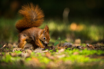 red squirrel with a nut in autumn
