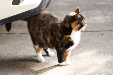 calico cat outdoors