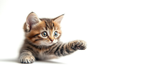 Playful tabby kitten reaching out with its paw, showing curiosity and energy. Set against a bright white background. Copy space