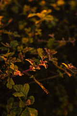 A foggy morning in the park, where mist lingers among the trees. Gentle rays of sunlight pierce through the fog, casting a soft, golden glow. Dew glistens on the grass, and the air is still and cool.