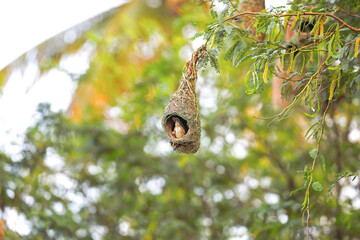 Baya weaver bird building nest on tree branch	
