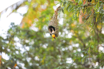 Baya weaver bird building nest on tree branch