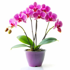 Naklejka premium orchid plant on white background