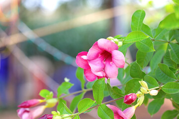 Purple Allamanda flowers (Allamanda blanchetii) with green leaves in garden