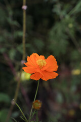 Cosmos Sulphureus orange flower in garden	
