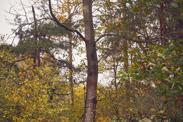 drzewo,niebo  © Marcin Łazarczyk