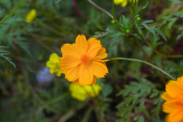 Cosmos Sulphureus flower in garden	
