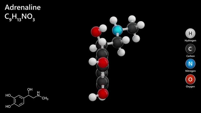 Epinephrine or adrenaline. An animated 3D model of a human hormone molecule. Molecular formula: C9H13NO3. Chemical model: Ball and Stick. Black background. 3D rendering. Seamless loop