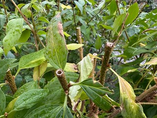 Trimmed tops of bushes. Gardening with pruning of branches on dense bushes