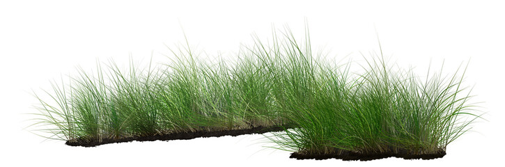 grass isolated Green grass, natural outdoors, high grass surface green, split on a white background