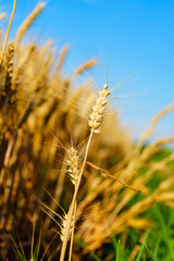 Golden ripe wheat under blue sky in sunlight in summer