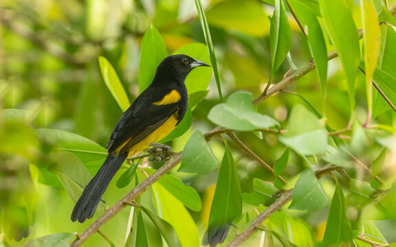 Gelbschultertrupial, black-cowled oriole (Icterus prosthemelas)