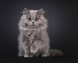 Adorable fluffy British Longhair cat kitten, sitting up facing front with one paw playfully up. Looking towards camera with orange eyes, Isolated on a black background.