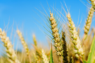 Golden ripe wheat under blue sky in sunlight in summer