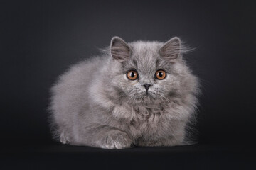 Adorable fluffy British Longhair cat kitten, laying down facing front with paws folded under body....