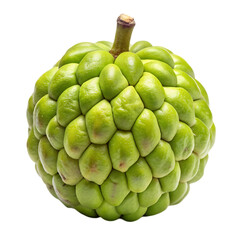 Fototapeta premium red and green apples