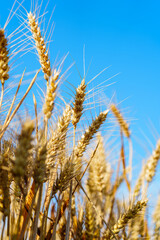 Golden ripe wheat under blue sky in sunlight in summer
