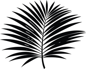 

Palm leaves silhouette, Tropical leaves vector, palm leaves and branches
